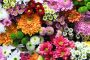 گل به انگلیسی، رایج ترینها در هر کشور (و اسم 80 گل که باید بشناسید)