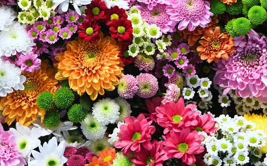 گل به انگلیسی، رایج ترینها در هر کشور (و اسم 80 گل که باید بشناسید)